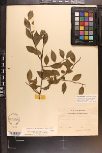 Ilex ambigua image