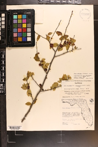 Ilex ambigua image