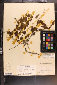 Ilex ambigua image