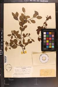 Ilex ambigua image