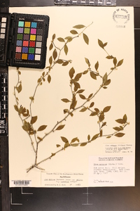 Ilex ambigua image