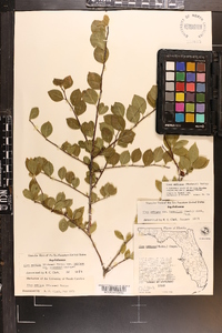 Ilex ambigua image