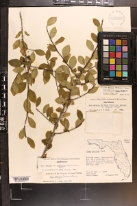 Ilex ambigua image