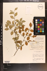 Ilex ambigua image