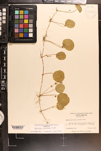 Hydrocotyle verticillata image