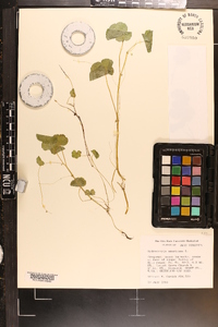 Hydrocotyle americana image