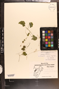 Hydrocotyle americana image