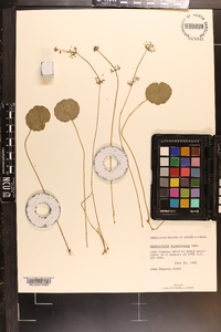 Hydrocotyle bonariensis image