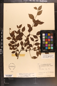 Ilex ambigua image