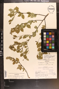 Ilex ambigua image