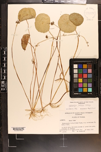 Hydrocotyle prolifera image