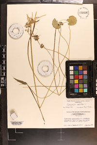 Hydrocotyle umbellata image