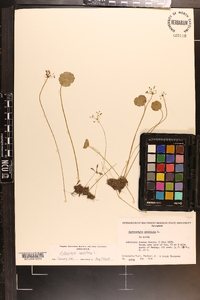 Hydrocotyle umbellata image