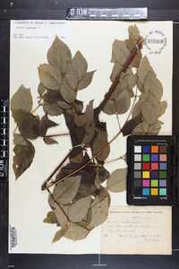 Aralia spinosa image