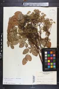 Aralia spinosa image