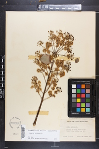 Aralia spinosa image