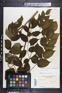 Aralia spinosa image