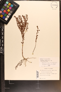 Ludwigia microcarpa image