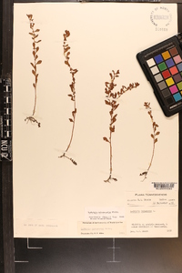 Ludwigia microcarpa image