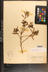 Ludwigia octovalvis image