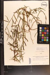 Ludwigia octovalvis image