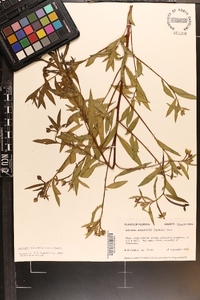 Ludwigia octovalvis image