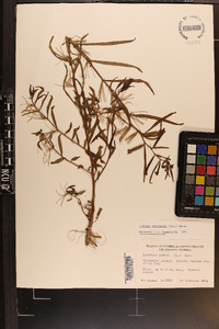 Ludwigia octovalvis image