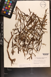 Ludwigia octovalvis image