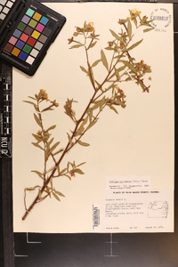 Ludwigia octovalvis image