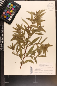 Ludwigia octovalvis image