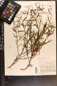 Ludwigia octovalvis image