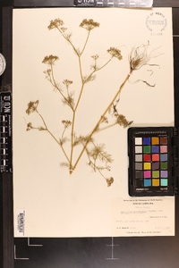 Ptilimnium capillaceum image