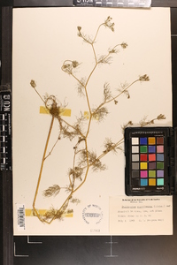 Ptilimnium capillaceum image