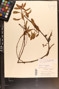 Ludwigia peploides image