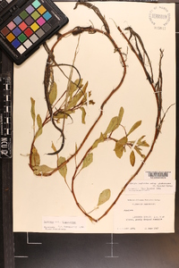 Ludwigia peploides image