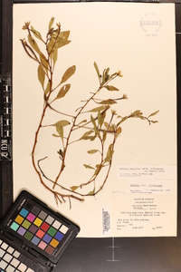 Ludwigia peploides image