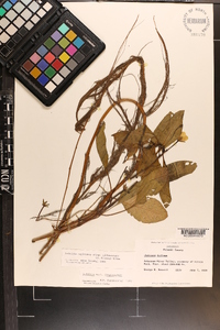 Ludwigia peploides image