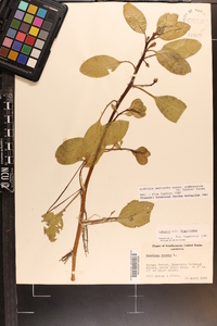 Ludwigia peploides image