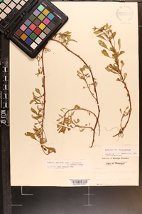 Ludwigia peploides image