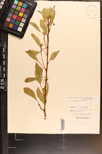 Ludwigia peploides image