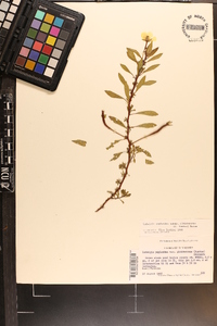 Ludwigia peploides image