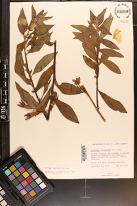 Ludwigia peruviana image