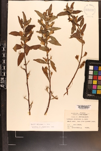 Ludwigia peruviana image