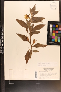 Ludwigia peruviana image