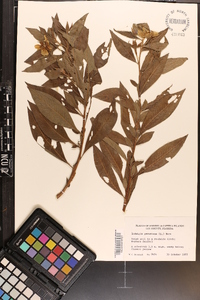 Ludwigia peruviana image