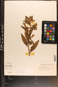 Ludwigia peruviana image