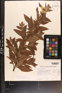 Ludwigia peruviana image