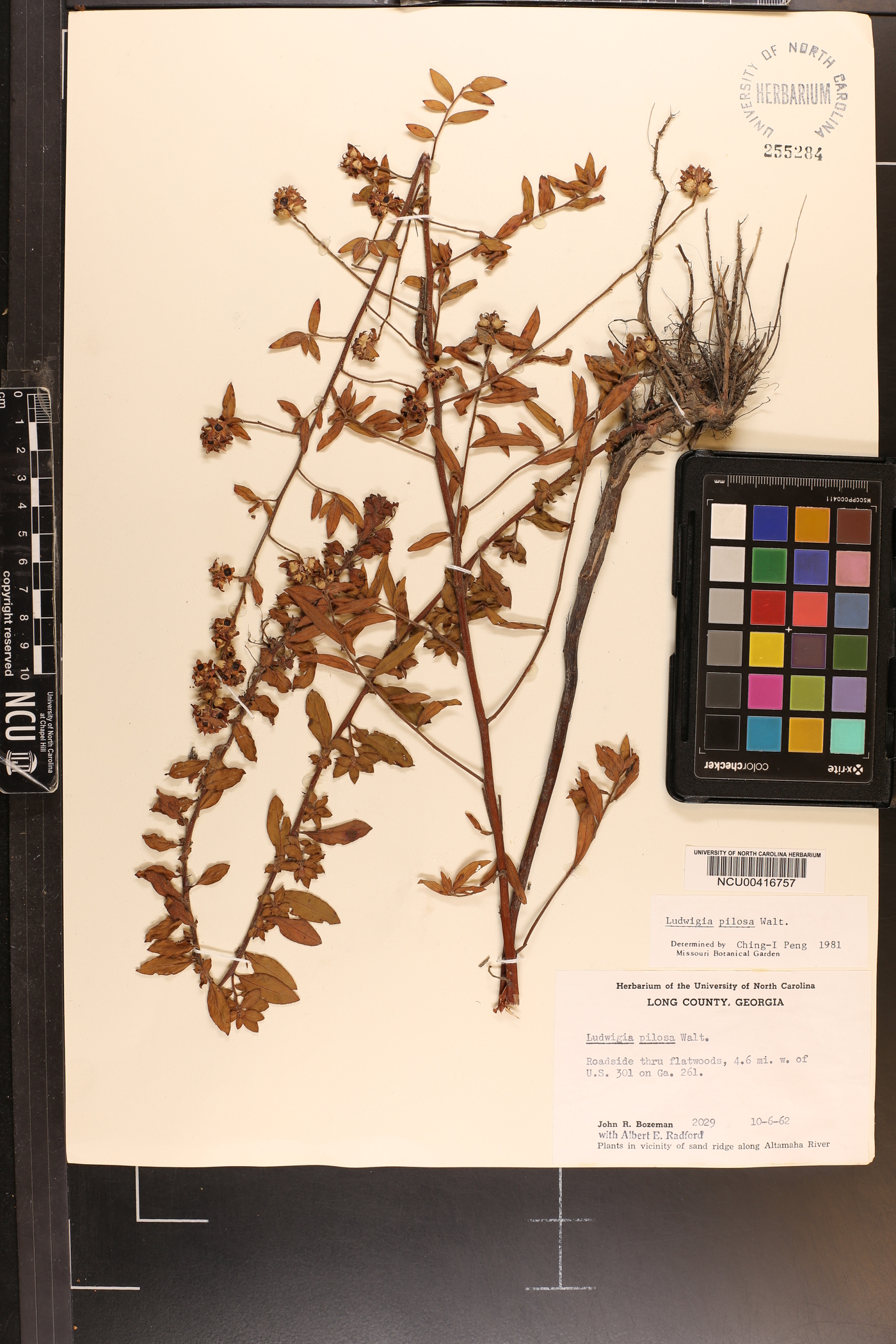 Ludwigia pilosa image