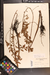 Ludwigia pilosa image