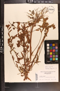 Ludwigia pilosa image